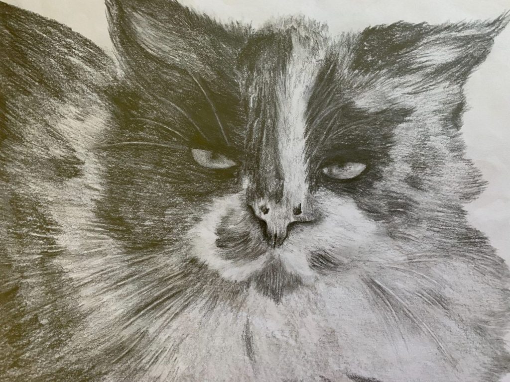 Student artwork: cat study