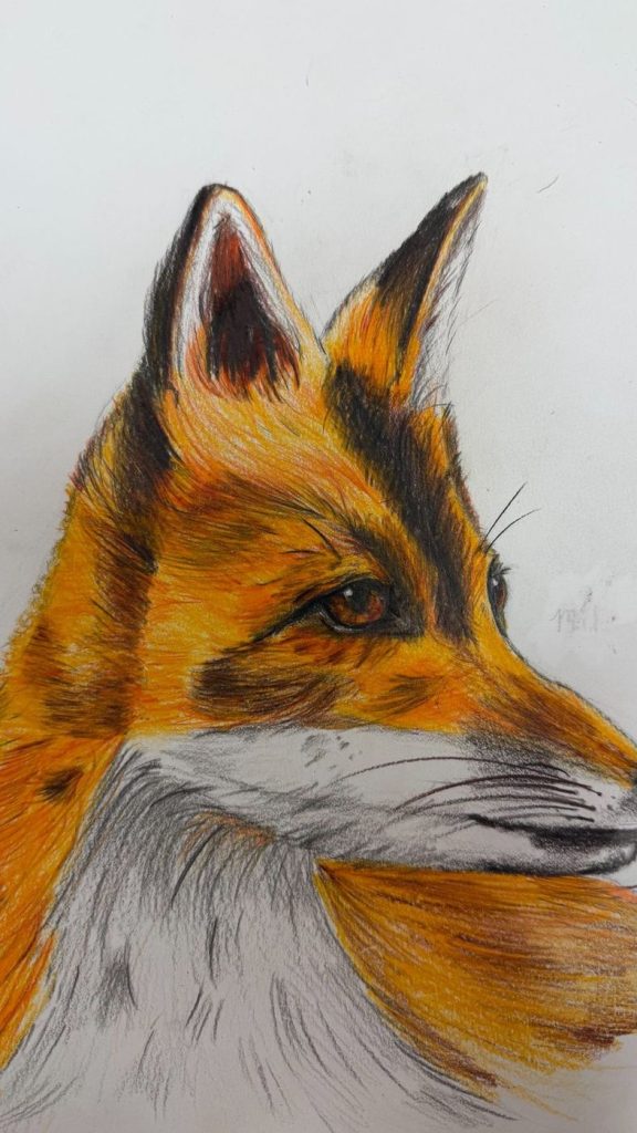 Student artwork: fox study