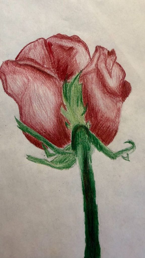 Rose Study