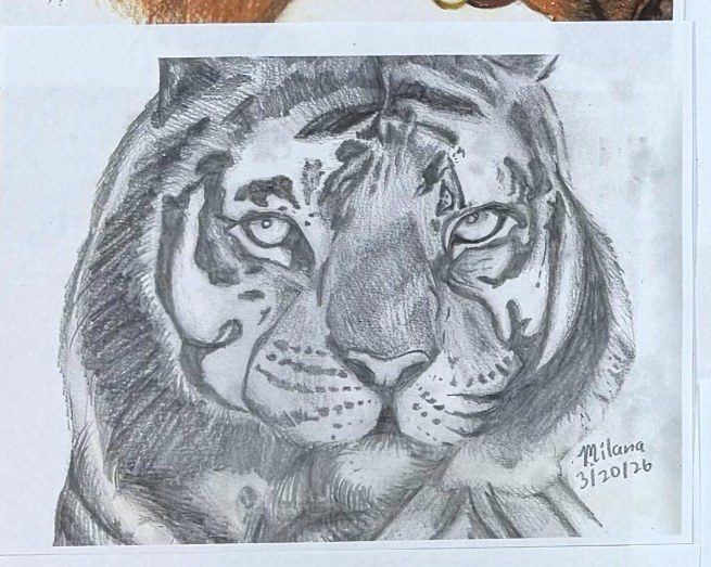 Teen artwork: tiger study